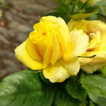 Rosa Raabs™ - żółty - róża rabatowa floribunda