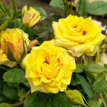 Sárga - virágágyi floribunda rózsa - diszkrét illatú rózsa - gyümölcsös aromájú