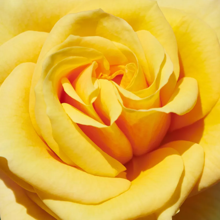 Csésze - Rózsa - Raabs™ - online rózsa vásárlás