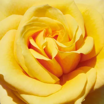 Web trgovina ruža - ruža floribunda za gredice - ruža diskretnog mirisa - voćna aroma - Raabs™ - žuta - (50-80 cm)