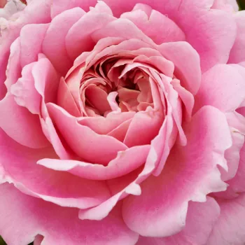 Rózsák webáruháza. - rózsaszín - virágágyi floribunda rózsa - Tabor™ - intenzív illatú rózsa - pézsmás aromájú - (50-80 cm)