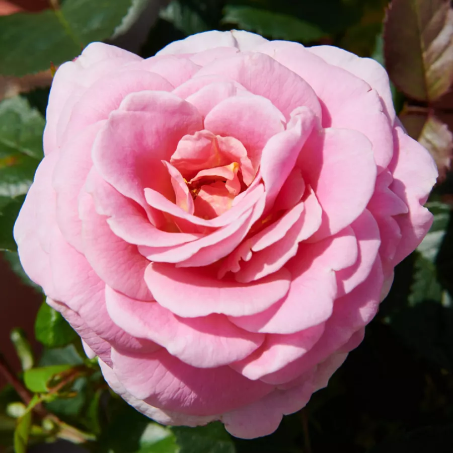 Virágágyi floribunda rózsa - Rózsa - Tabor™ - Online rózsa rendelés