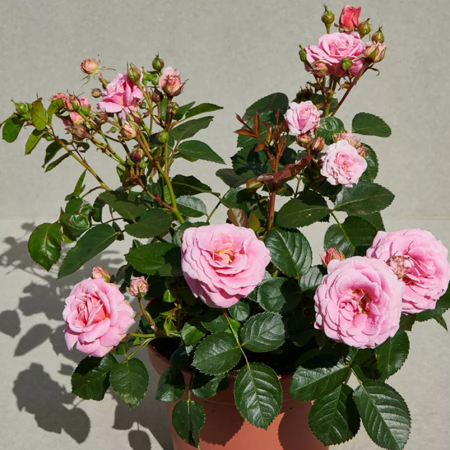 120-150 cm - Rosa - Tabor™ - rosal de pie alto