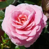Vrtnica floribunda za cvetlično gredo - intenziven vonj vrtnice - z aromo mošusa - vrtnice online - Rosa Tabor™ - roza
