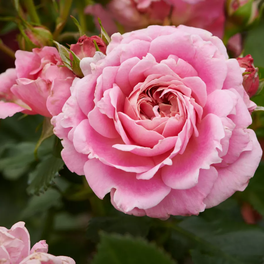 Ruža floribunda za gredice - Ruža - Tabor™ - sadnice ruža - proizvodnja i prodaja sadnica