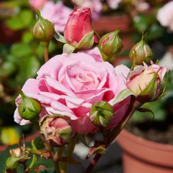 Rosa Tabor™ - rosa - beetrose floribundarose