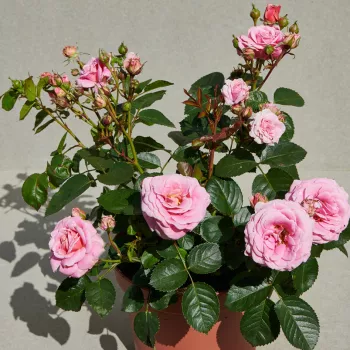 Rozā - dārza floribundroze - roze ar spēcīgu smaržu - ar muskusīgu aromātu