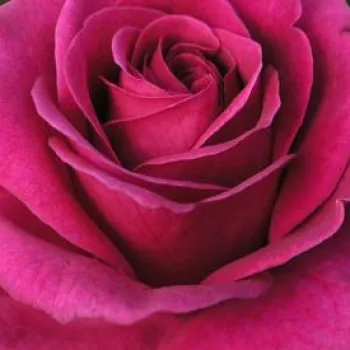 Online rózsa vásárlás - rózsaszín - teahibrid rózsa - Blackberry Nip™ - diszkrét illatú rózsa - málna aromájú - (90-100 cm)