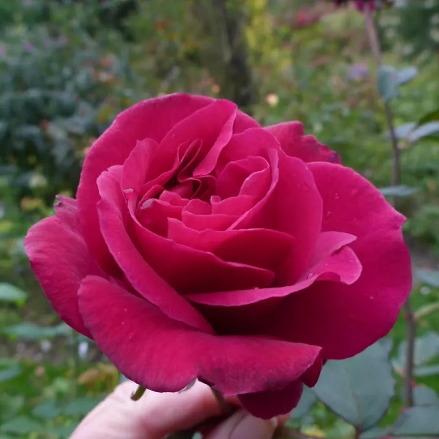 Róża wielkokwiatowa - Hybrid Tea - Róża - Blackberry Nip™ - Szkółka Róż Rozaria