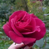 Vrtnica čajevka - roza - Diskreten vonj vrtnice - Rosa Blackberry Nip™ - Na spletni nakup vrtnice