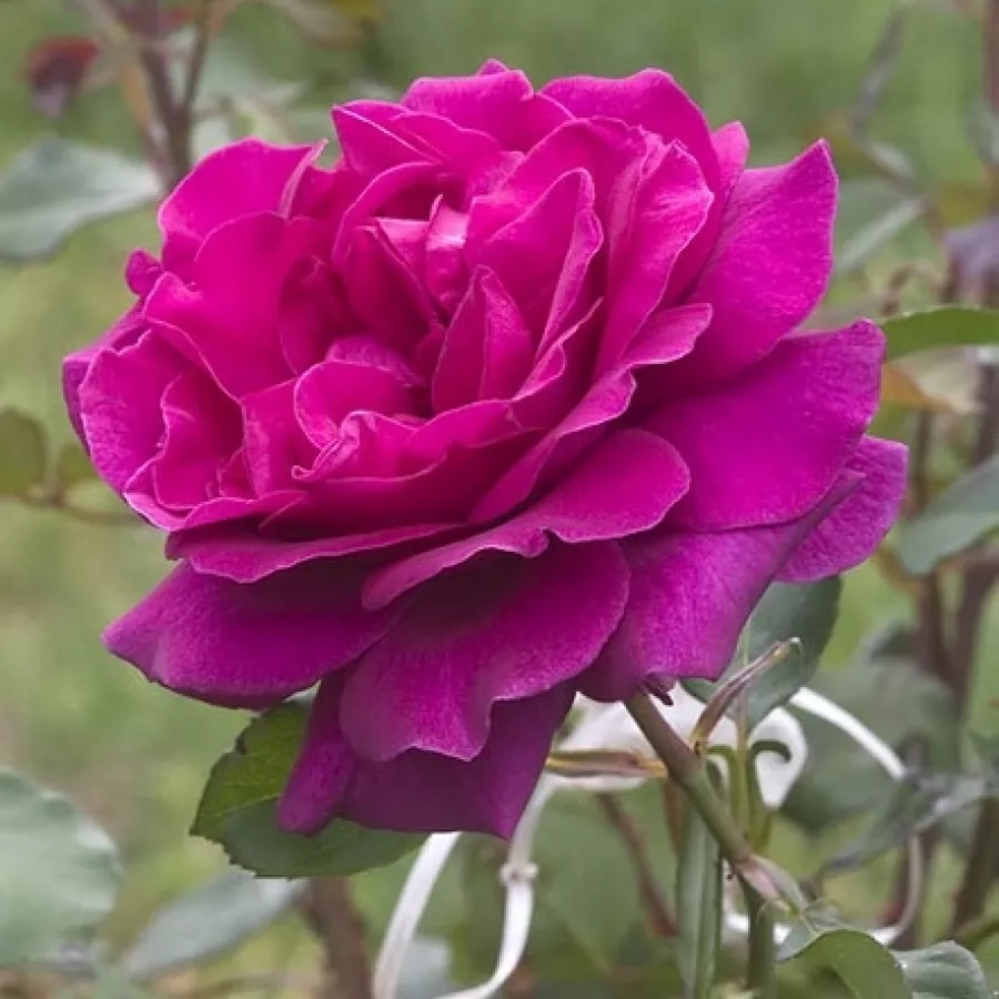 Rózsaszín - Rózsa - Blackberry Nip™ - Online rózsa rendelés