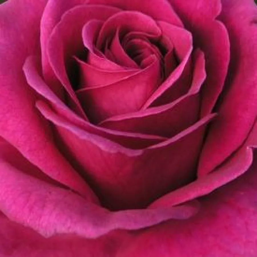 Hybrid Tea - Rosa - Blackberry Nip™ - Produzione e vendita on line di rose da giardino