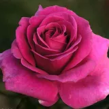 Ružová - stromčekové ruže - Rosa Blackberry Nip™ - mierna vôňa ruží - malina