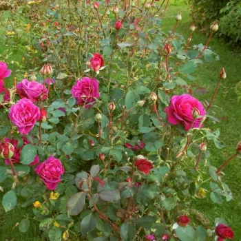 Magenta con tonos morado - árbol de rosas híbrido de té – rosal de pie alto - rosa de fragancia discreta - frambuesa