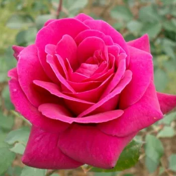 Rosa Blackberry Nip™ - roz - trandafiri pomisor - Trandafir copac cu trunchi înalt – cu flori teahibrid