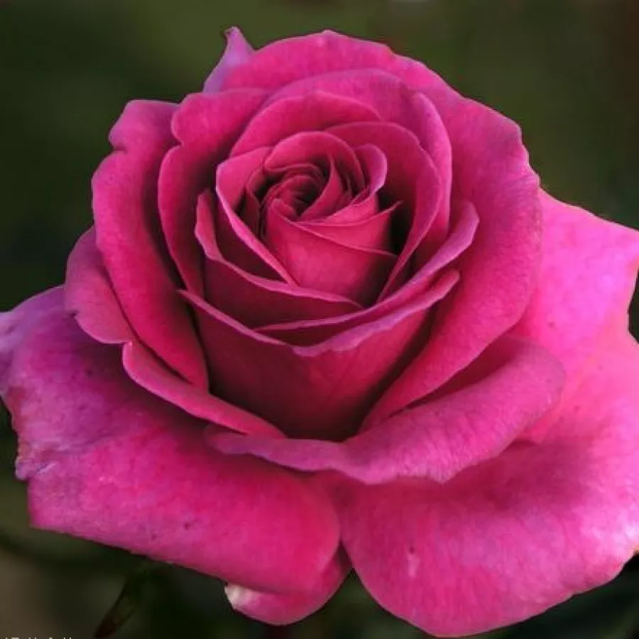 Trandafir cu parfum discret - Trandafiri - Blackberry Nip™ - comanda trandafiri online