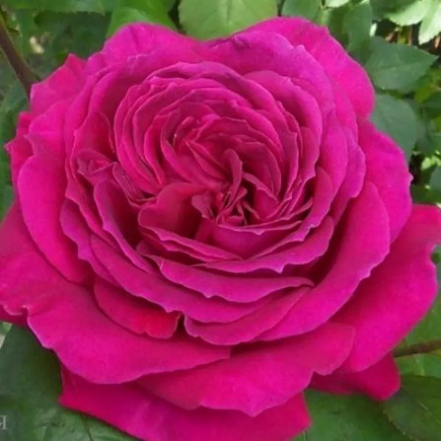 Trandafiri hibrizi Tea - Trandafiri - Blackberry Nip™ - comanda trandafiri online