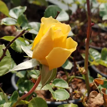 BARI™ – gelbe Beet-Floribunda-Rose - Olesen & Olesen