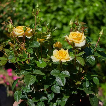 Strahlend goldgelbe Blütenblätter, innen ein intensives zitronengelbes Leuchten. - floribunda beetrose - mittlere intensität, zu beginn der blüte stärker ausgeprägter duft, rose - duftbeschreibung nicht verfügbar