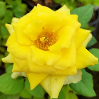 Online rosenkauf - gelb - mittlere intensität, zu beginn der blüte stärker ausgeprägter duft, rose - Bari™ - floribunda beetrose - (65-95 cm)