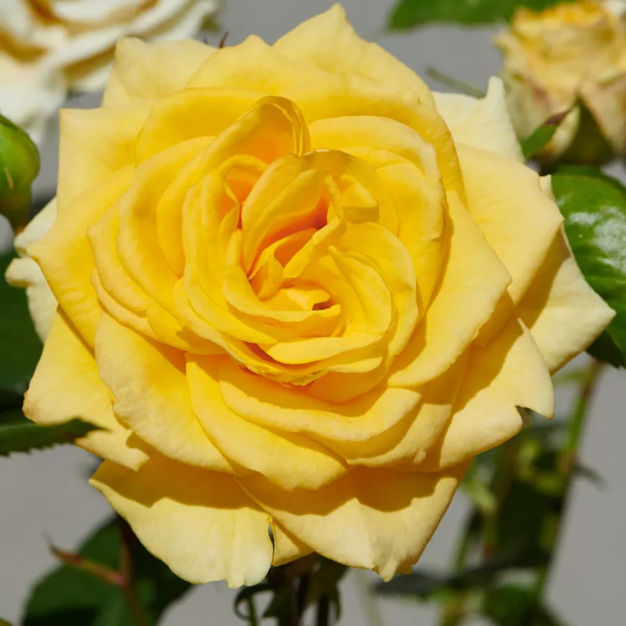 żółty - Róża - Bari™ - róże sklep internetowy