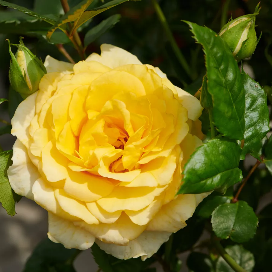 Vrtnica floribunda za cvetlično gredo - Roza - Bari™ - vrtnice online