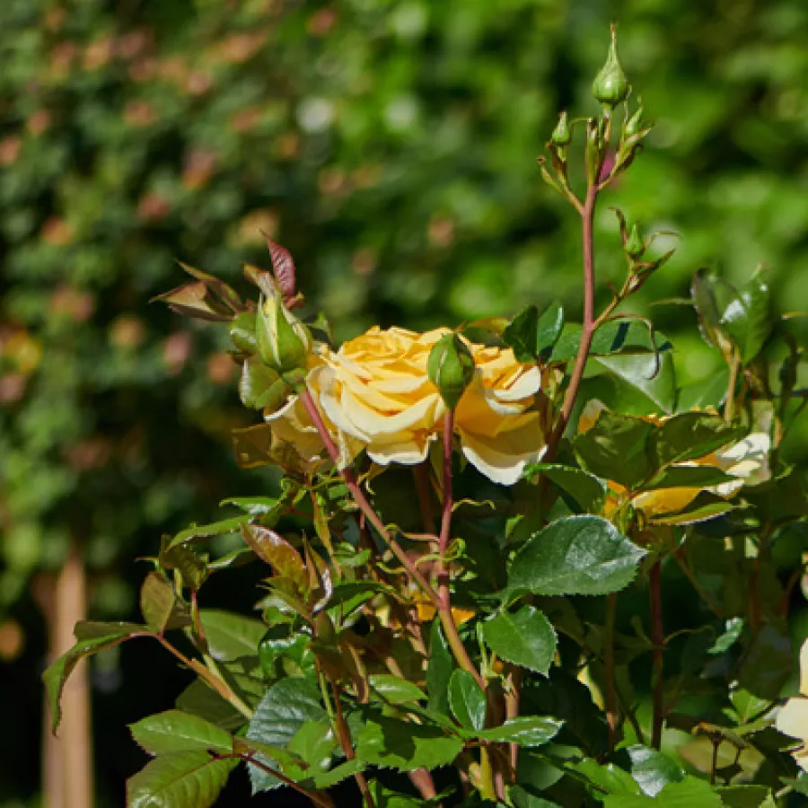 Róża o dyskretnym zapachu - Róża - Bari™ - róże sklep internetowy