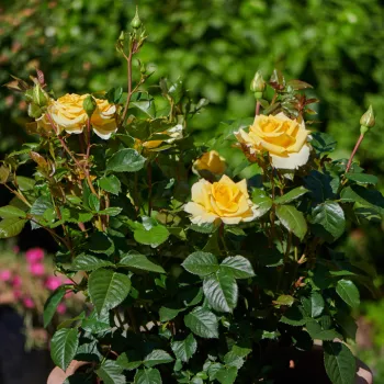 Sárga - virágágyi floribunda rózsa - diszkrét illatú rózsa - alma aromájú