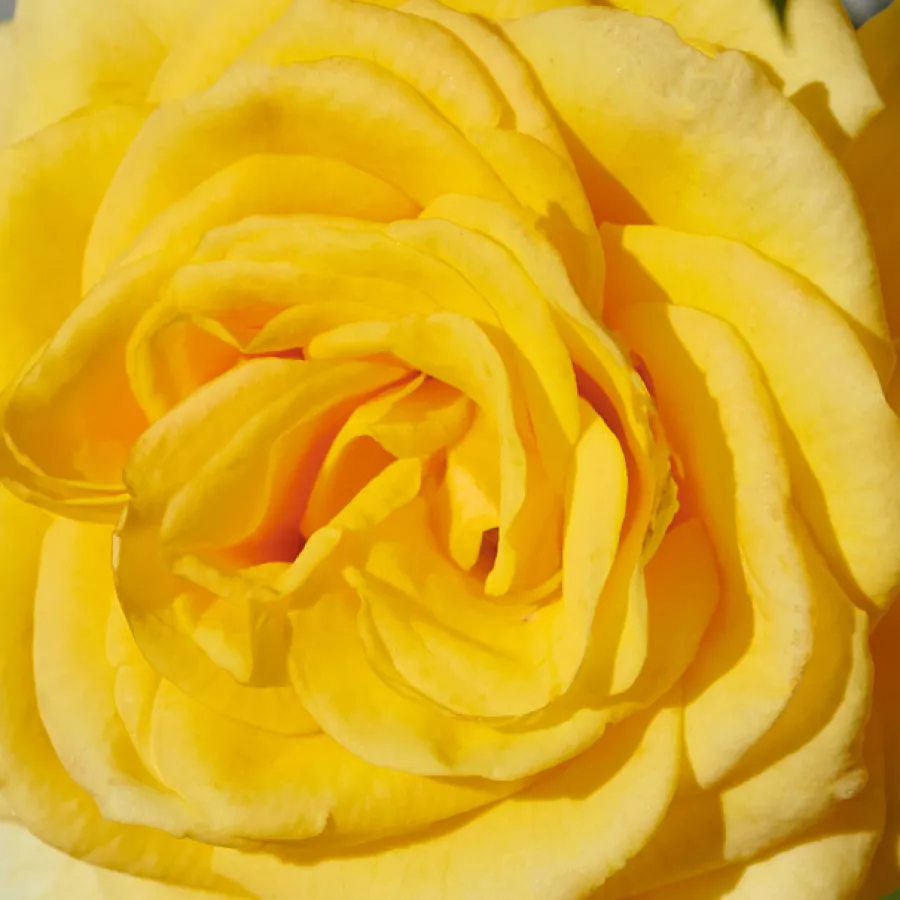 POUlcas076 - Rosen - Bari™ - rosen online kaufen