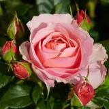 Rózsaszín - virágágyi floribunda rózsa - Online rózsa vásárlás - Rosa Marksburg™ - diszkrét illatú rózsa - pézsma aromájú