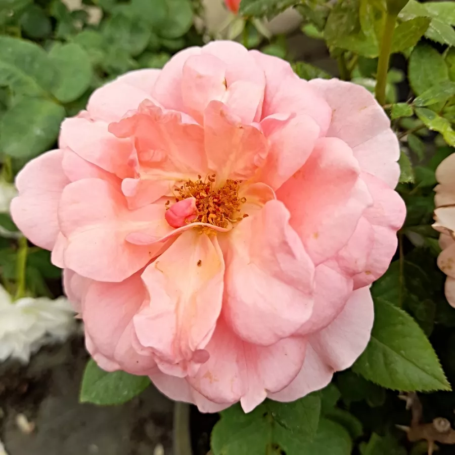 Virágágyi floribunda rózsa - Rózsa - Marksburg™ - Online rózsa rendelés
