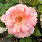 Virágágyi floribunda rózsa - rózsaszín - diszkrét illatú rózsa - pézsma aromájú - Rosa Marksburg™ - Online rózsa rendelés
