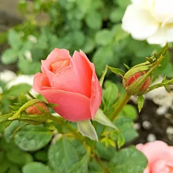 Rosa Marksburg™ - rózsaszín - virágágyi floribunda rózsa