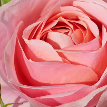 Rózsák webáruháza. - rózsaszín - as - Marksburg™ - diszkrét illatú rózsa - pézsma aromájú