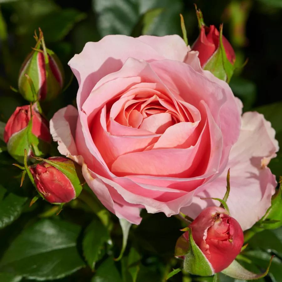Virágágyi floribunda rózsa - Rózsa - Marksburg™ - online rózsa vásárlás