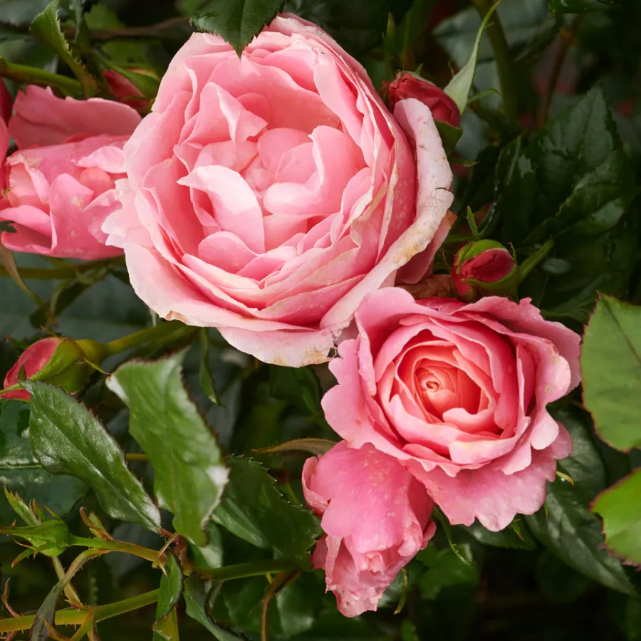 Vrtnica floribunda za cvetlično gredo - Roza - Marksburg™ - vrtnice online