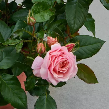 Rosa Marksburg™ - rozā - dārza floribundroze