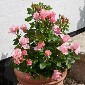 Rozā - dārza floribundroze - roze ar diskrētu smaržu - ar muskusa aromātu