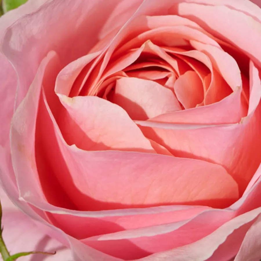 Csésze - Rózsa - Marksburg™ - online rózsa vásárlás