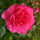 Rózsaszín - virágágyi floribunda rózsa - Online rózsa vásárlás - Rosa Muiden™ - intenzív illatú rózsa - orgona aromájú