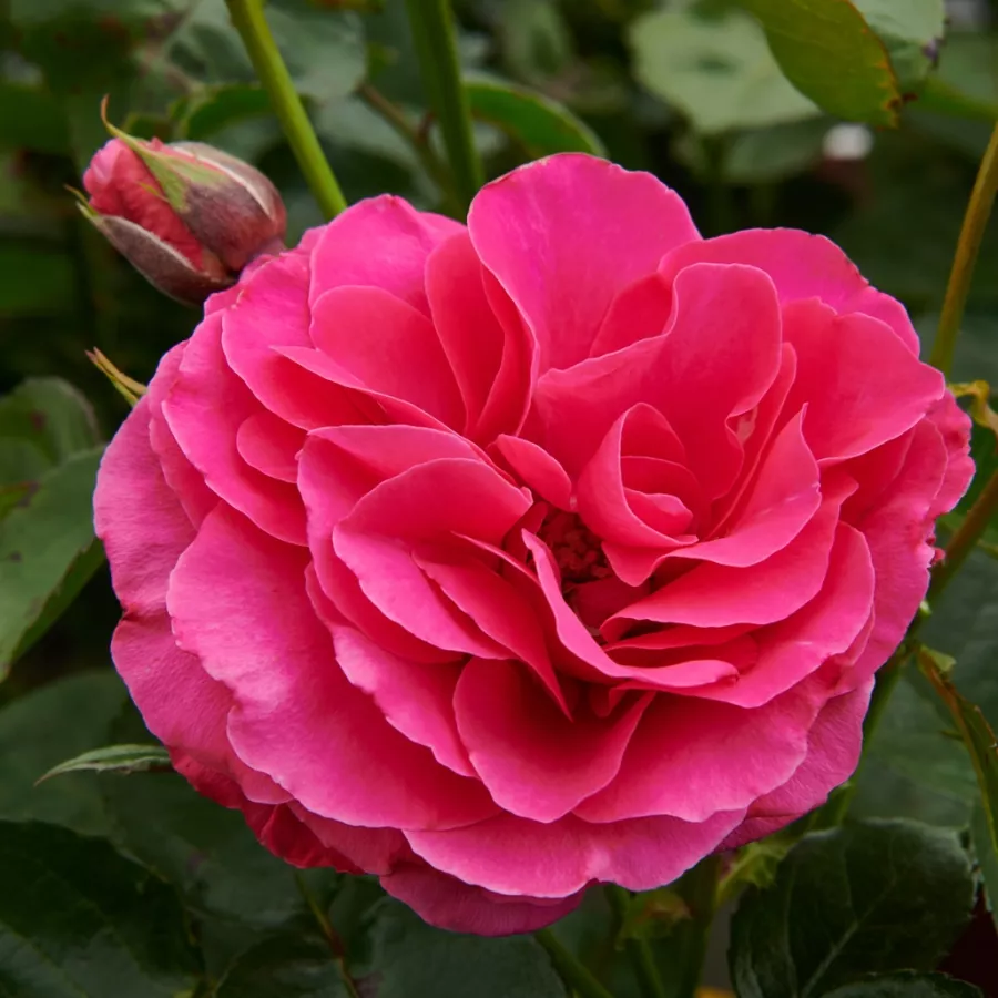 Rózsaszín - Rózsa - Muiden™ - Online rózsa rendelés