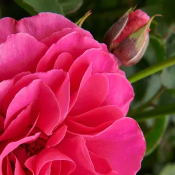 Rosa Muiden™ - rózsaszín - as