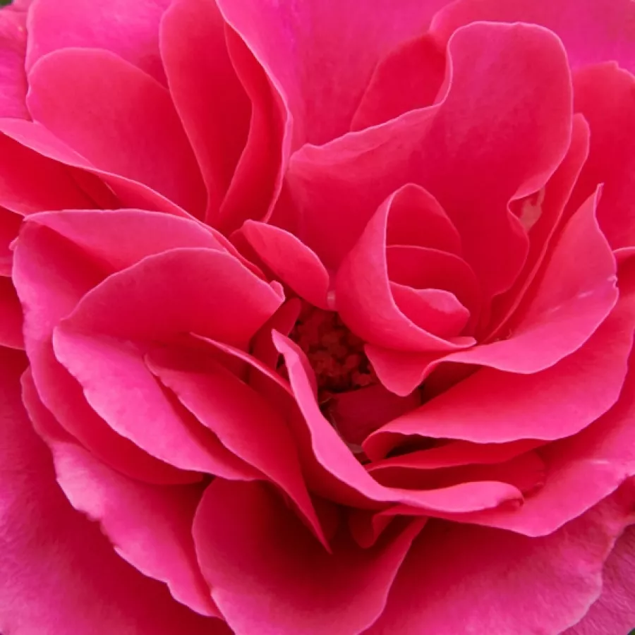 Csokros - Rózsa - Muiden™ - Kertészeti webáruház