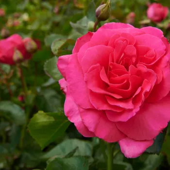 Rosa oscuro - rosales floribundas - rosa de fragancia intensa - flor de lilo