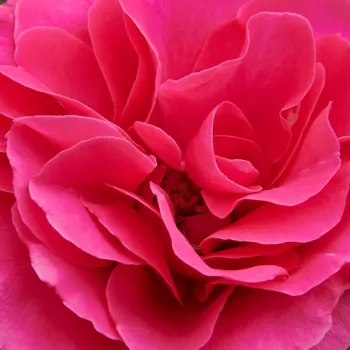 Rózsa rendelés online - virágágyi floribunda rózsa - intenzív illatú rózsa - orgona aromájú - Muiden™ - rózsaszín - (60-80 cm)