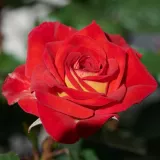 Vörös - virágágyi floribunda rózsa - Online rózsa vásárlás - Rosa Najac™ - diszkrét illatú rózsa - barack aromájú