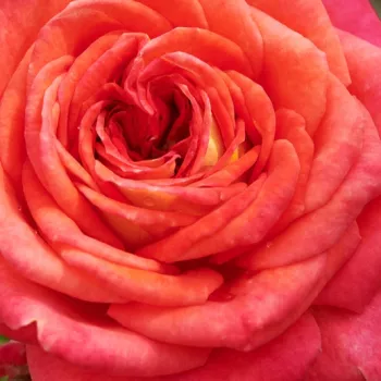 Online rózsa kertészet - vörös - virágágyi floribunda rózsa - Najac™ - diszkrét illatú rózsa - barack aromájú - (60-80 cm)