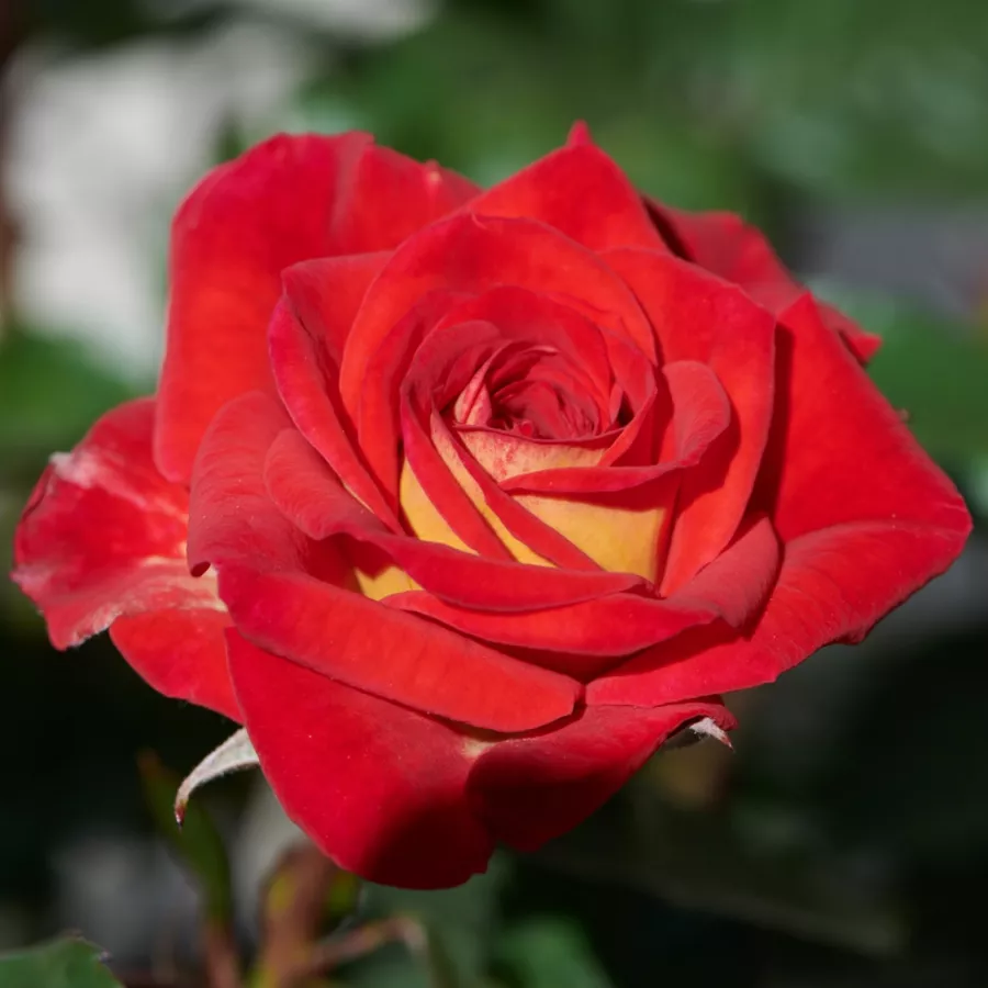 Virágágyi floribunda rózsa - Rózsa - Najac™ - Online rózsa rendelés