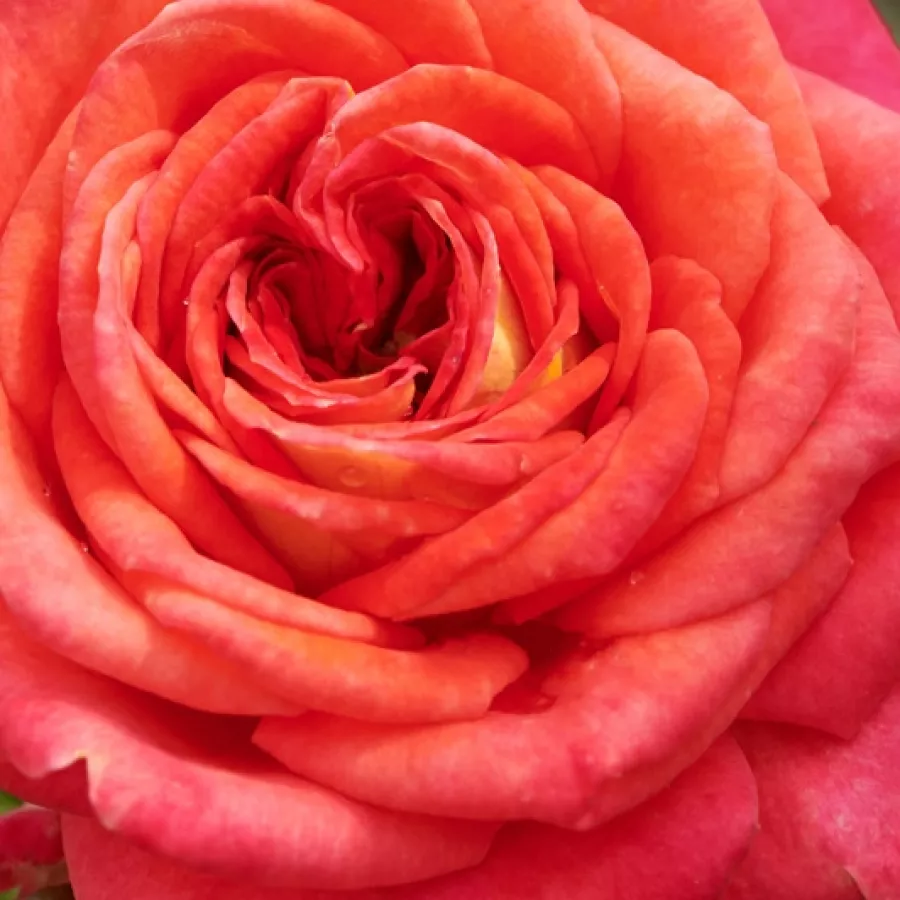 Floribunda - Rózsa - Najac™ - Online rózsa rendelés