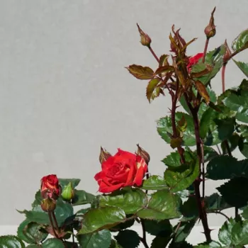 Rosa Najac™ - rojo - rosales floribundas
